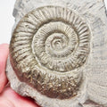 Peronoceras Ammonite Fossil – Whitby Yorkshire Coast – Jurassic
