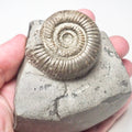 Dactylioceras Ammonite Fossil – Whitby Yorkshire Coast – Jurassic