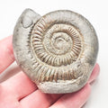 Dactylioceras Ammonite Fossil – Whitby Yorkshire Coast – Jurassic