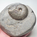 Pseudolioceras Ammonite Fossil – Whitby Yorkshire Coast – Jurassic