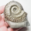 Hildoceras Ammonite Fossil – Whitby Yorkshire Coast – Jurassic