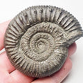 Peronoceras Ammonite Fossil – Whitby Yorkshire Coast – Jurassic