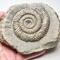 Dactylioceras Ammonite Fossil – Whitby Yorkshire Coast – Jurassic