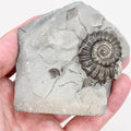 Gagaticeras Ammonite Fossil Display Piece – Whitby Yorkshire Coast – Lower Lias Jurassic Fossil