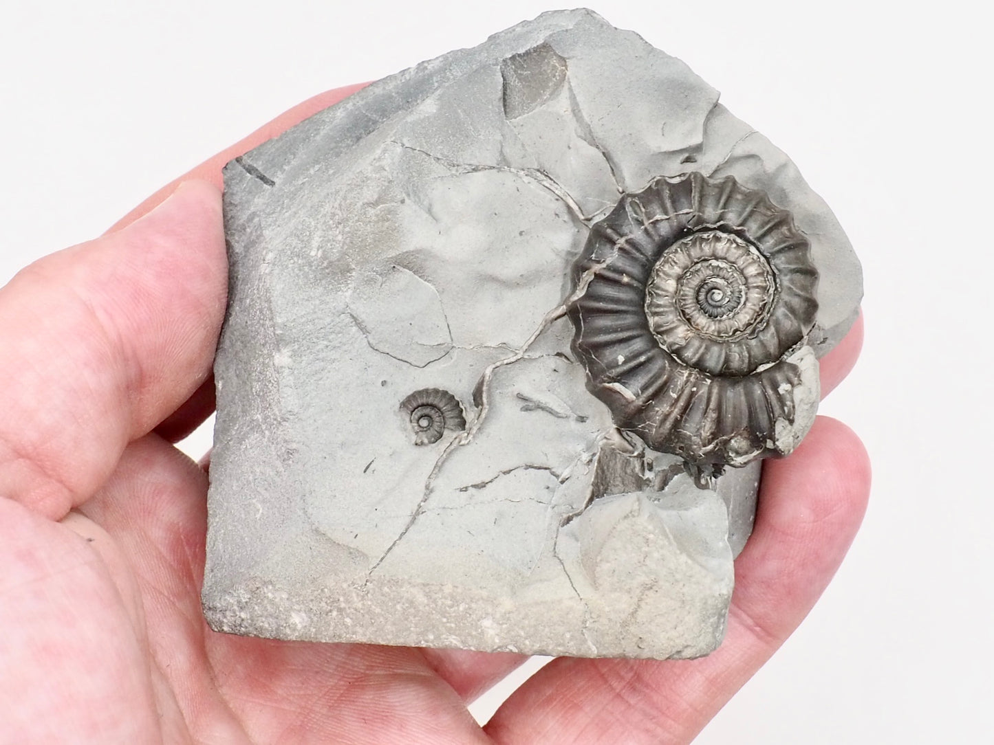 Gagaticeras Ammonite Fossil Display Piece – Whitby Yorkshire Coast – Lower Lias Jurassic Fossil