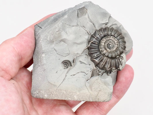Gagaticeras Ammonite Fossil Display Piece – Whitby Yorkshire Coast – Lower Lias Jurassic Fossil