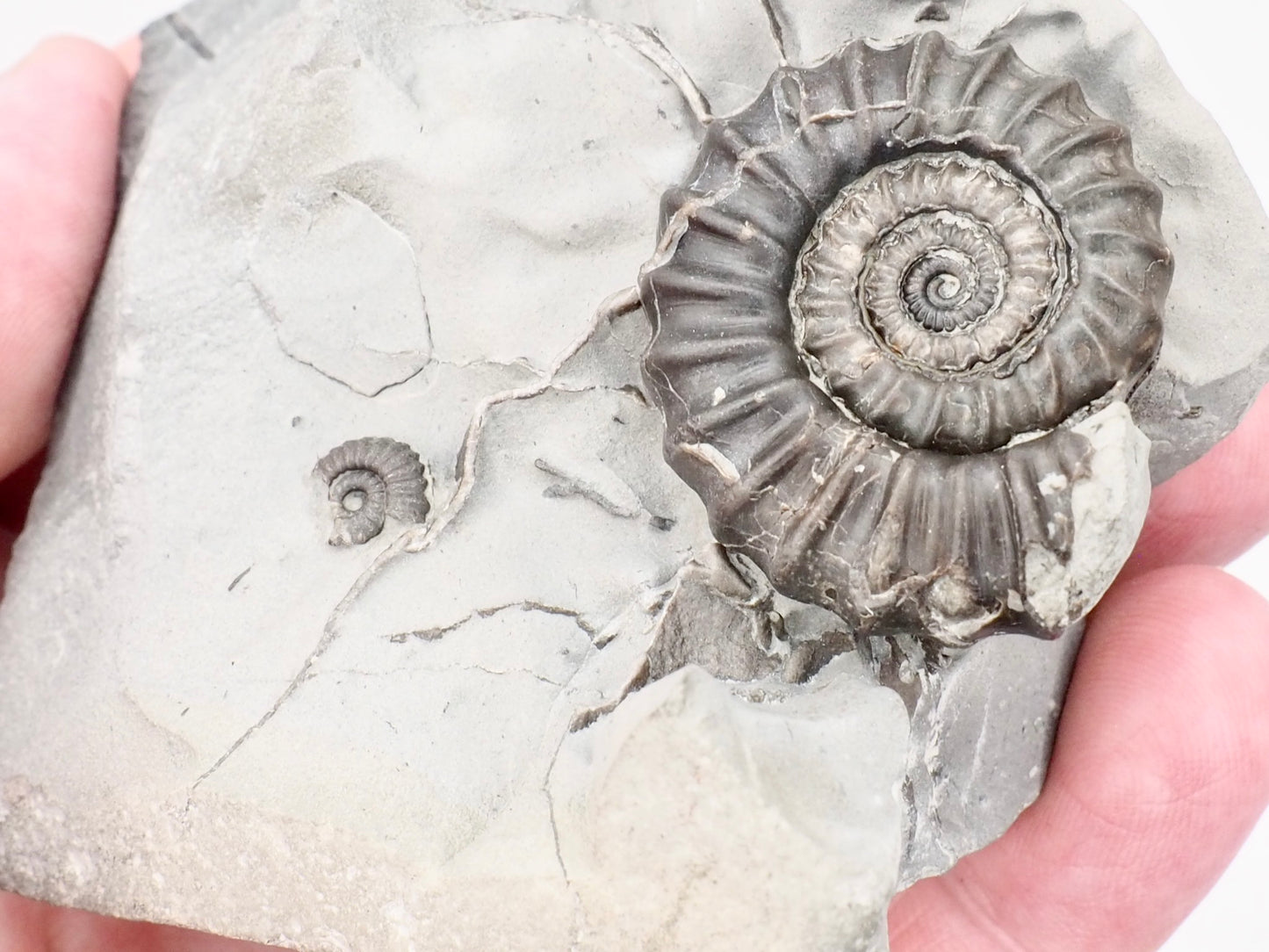 Gagaticeras Ammonite Fossil Display Piece – Whitby Yorkshire Coast – Lower Lias Jurassic Fossil