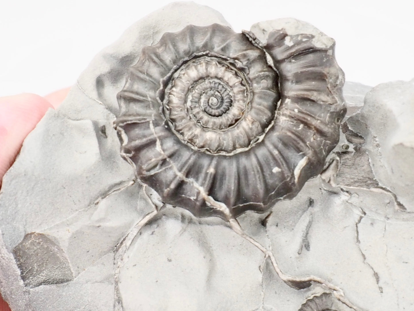 Gagaticeras Ammonite Fossil Display Piece – Whitby Yorkshire Coast – Lower Lias Jurassic Fossil