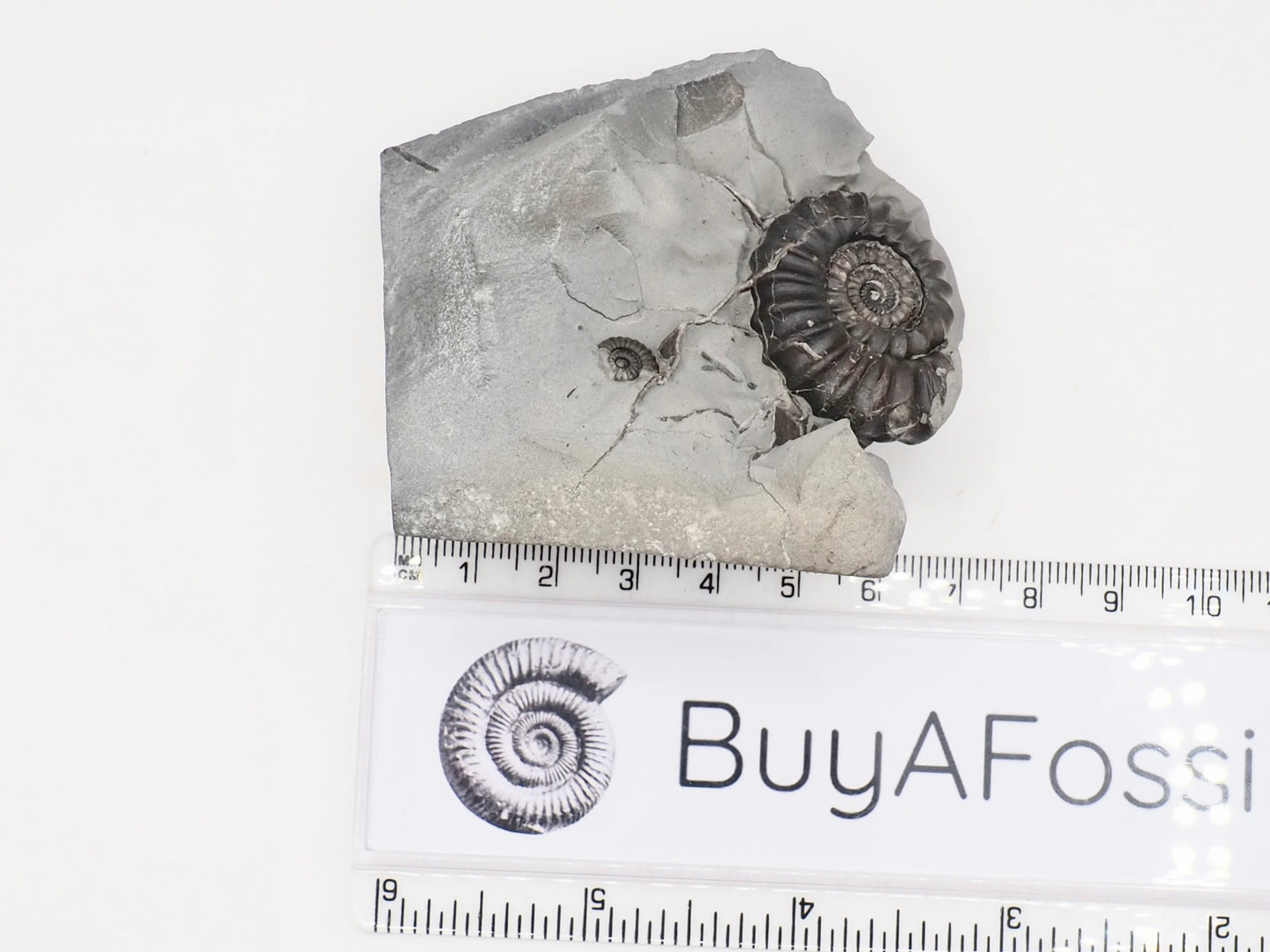 Gagaticeras Ammonite Fossil Display Piece – Whitby Yorkshire Coast – Lower Lias Jurassic Fossil