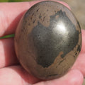 Unique Coprolite Fossil in Polished Pyrite Nodule – Whitby Yorkshire Coast – Jurassic Fossil