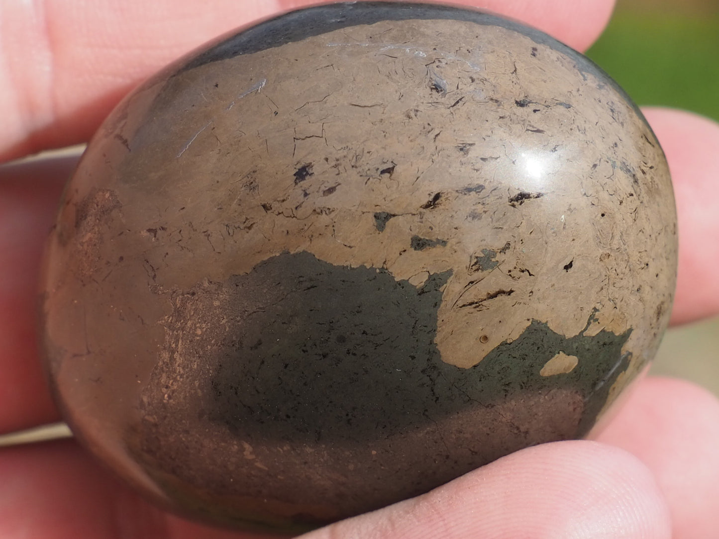 Unique Coprolite Fossil in Polished Pyrite Nodule – Whitby Yorkshire Coast – Jurassic Fossil