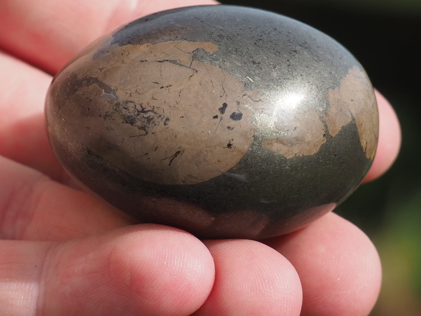 Unique Coprolite Fossil in Polished Pyrite Nodule – Whitby Yorkshire Coast – Jurassic Fossil