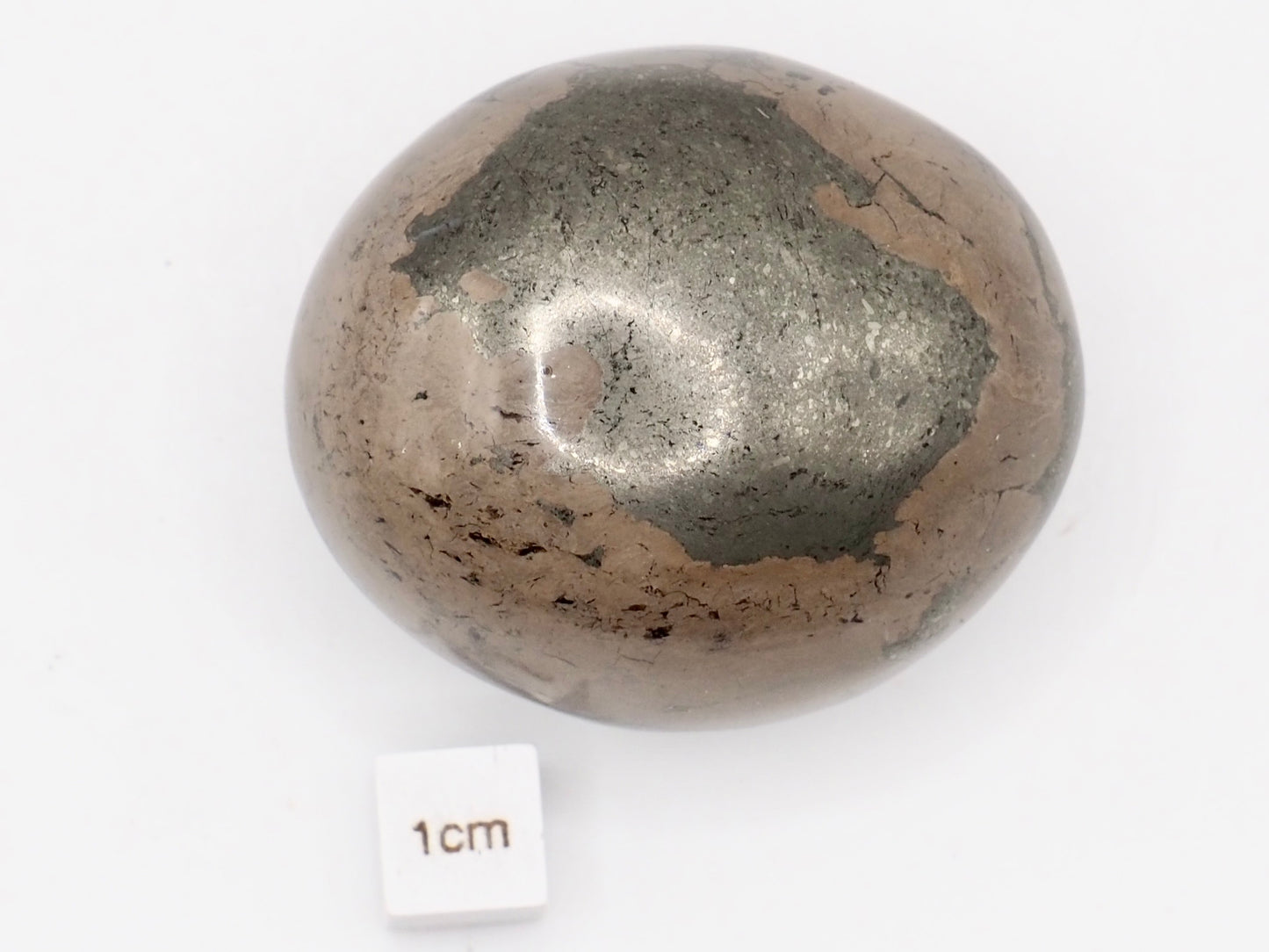 Unique Coprolite Fossil in Polished Pyrite Nodule – Whitby Yorkshire Coast – Jurassic Fossil