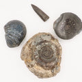 Yorkshire Coast Fossil Bundle / 4 Fossils