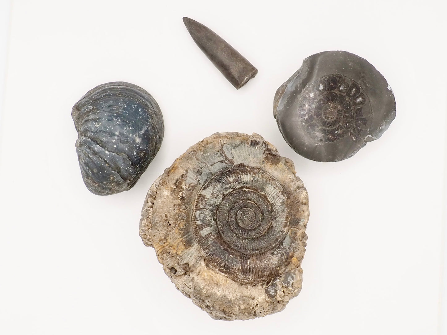 Yorkshire Coast Fossil Bundle / 4 Fossils
