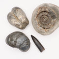Yorkshire Coast Fossil Bundle / 4 Fossils