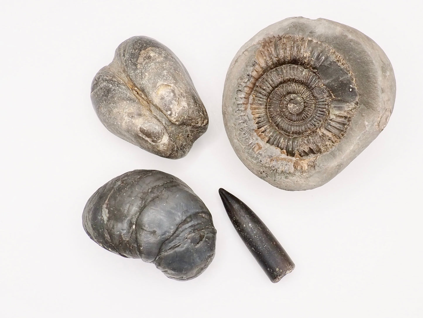 Yorkshire Coast Fossil Bundle / 4 Fossils