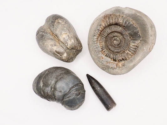 Yorkshire Coast Fossil Bundle / 4 Fossils