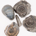 Yorkshire Coast Fossil Bundle / 4 Fossils