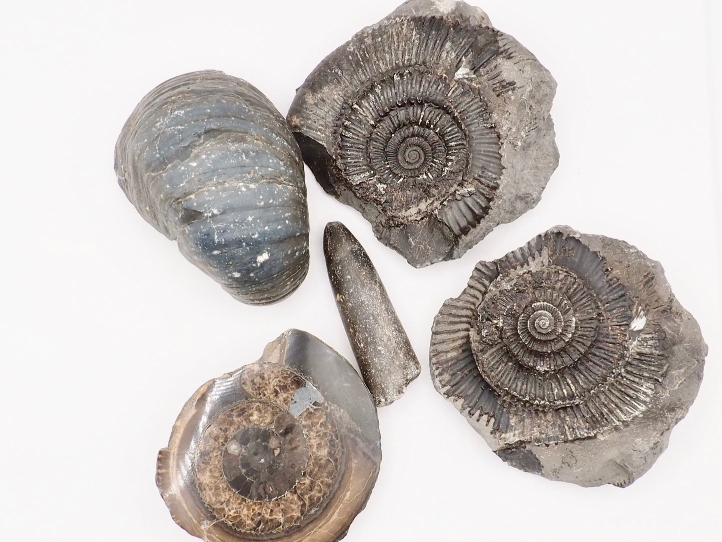 Yorkshire Coast Fossil Bundle / 4 Fossils