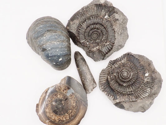 Yorkshire Coast Fossil Bundle / 4 Fossils