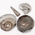 Yorkshire Coast Fossil Bundle / 4 Fossils