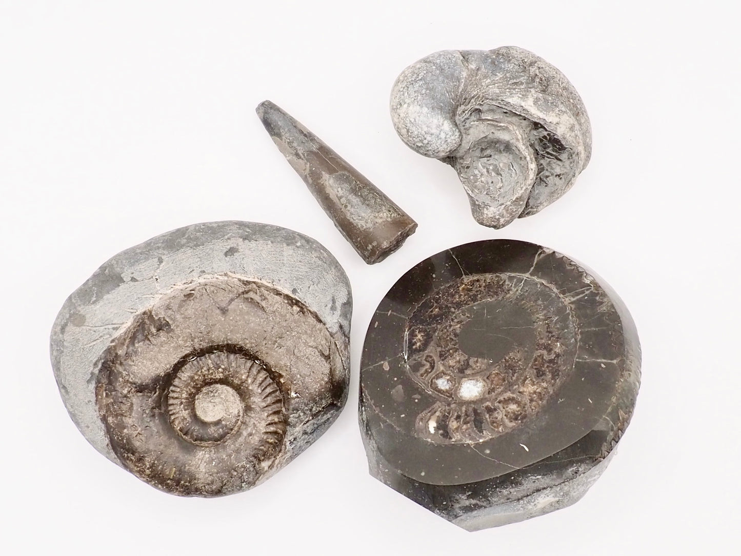 Yorkshire Coast Fossil Bundle / 4 Fossils