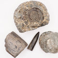 Yorkshire Coast Fossil Bundle / 4 Fossils