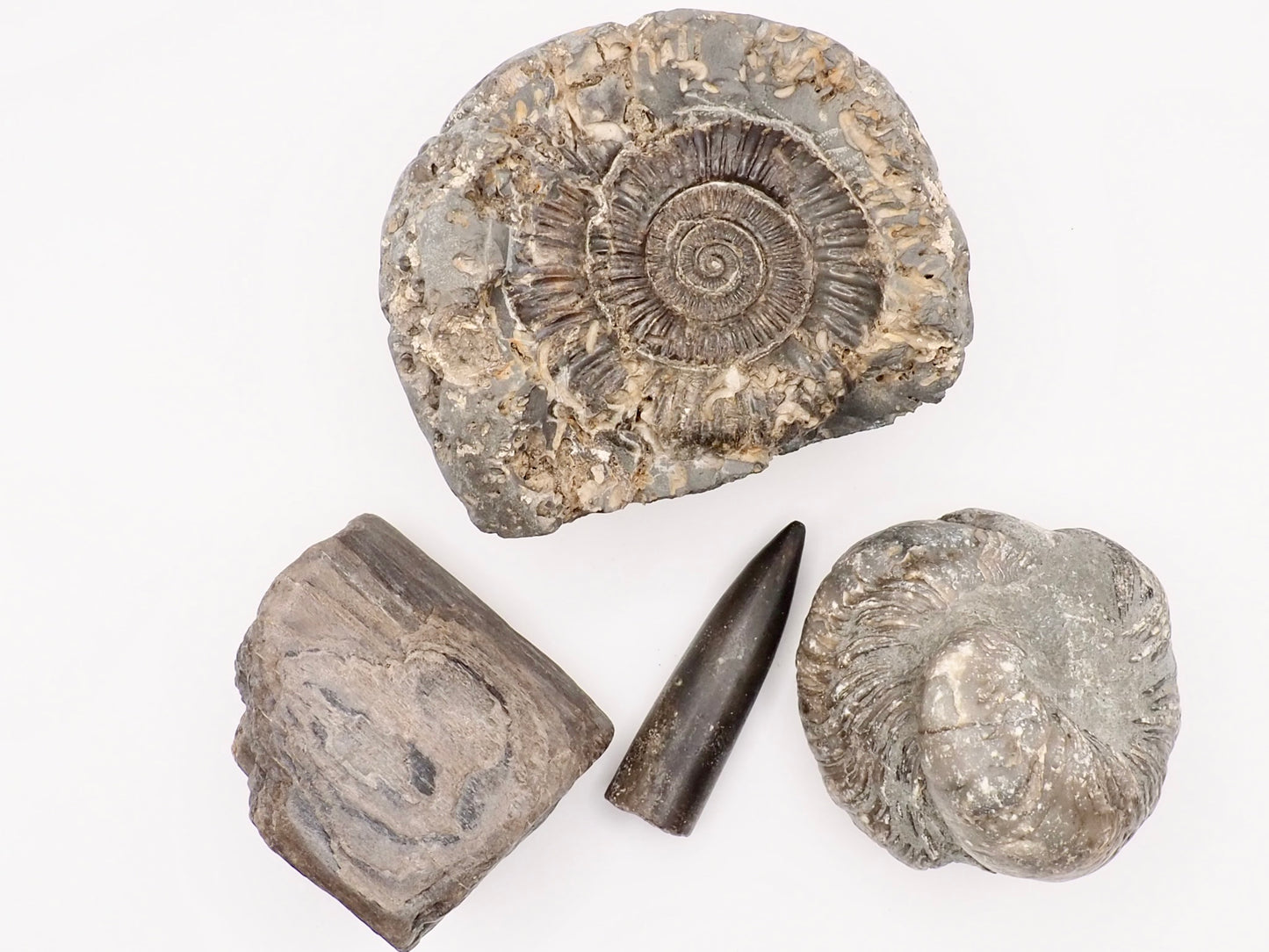 Yorkshire Coast Fossil Bundle / 4 Fossils