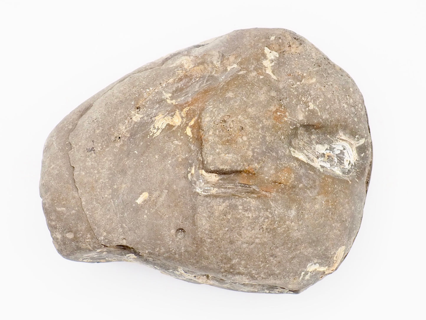 Dactylioceras tenuicostatum Ammonite Fossil Split Pair – Yorkshire Coast – Jurassic