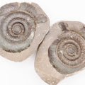 Dactylioceras tenuicostatum Ammonite Fossil Split Pair – Yorkshire Coast – Jurassic