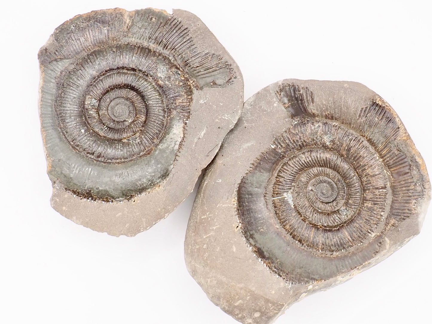 Dactylioceras tenuicostatum Ammonite Fossil Split Pair – Yorkshire Coast – Jurassic