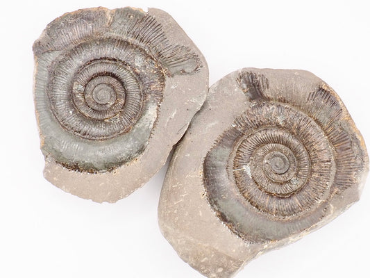 Dactylioceras tenuicostatum Ammonite Fossil Split Pair – Yorkshire Coast – Jurassic