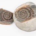 Dactylioceras Ammonite Fossil Split Pair – Whitby Yorkshire Coast – Jurassic Fossil