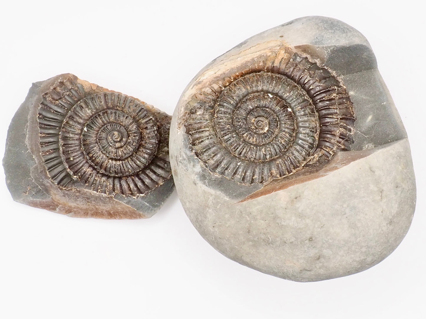 Dactylioceras Ammonite Fossil Split Pair – Whitby Yorkshire Coast – Jurassic Fossil