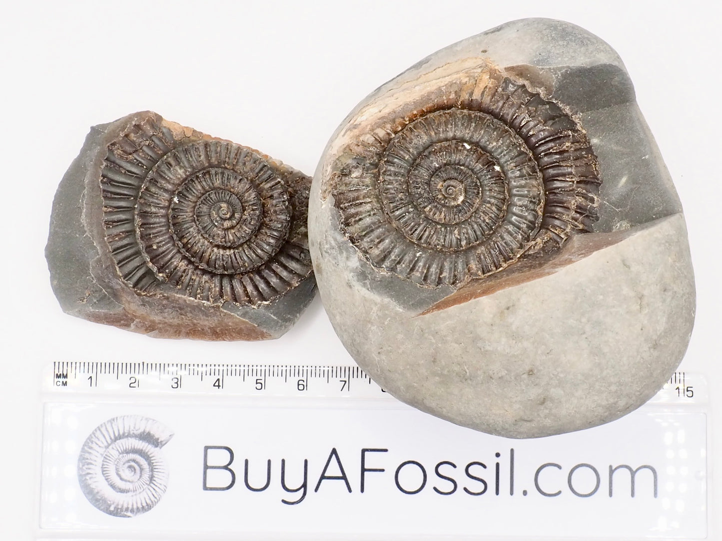 Dactylioceras Ammonite Fossil Split Pair – Whitby Yorkshire Coast – Jurassic Fossil
