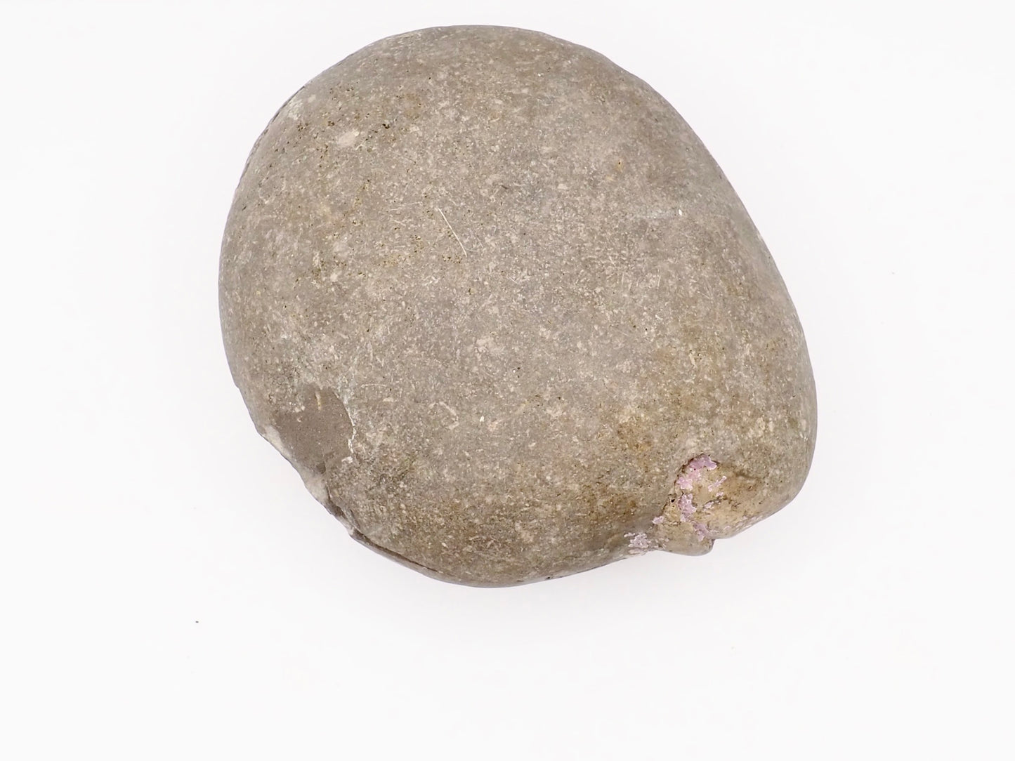Dactylioceras tenuicostatum Ammonite Fossil Split Pair – Yorkshire Coast – Jurassic