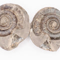 Dactylioceras tenuicostatum Ammonite Fossil Split Pair – Yorkshire Coast – Jurassic
