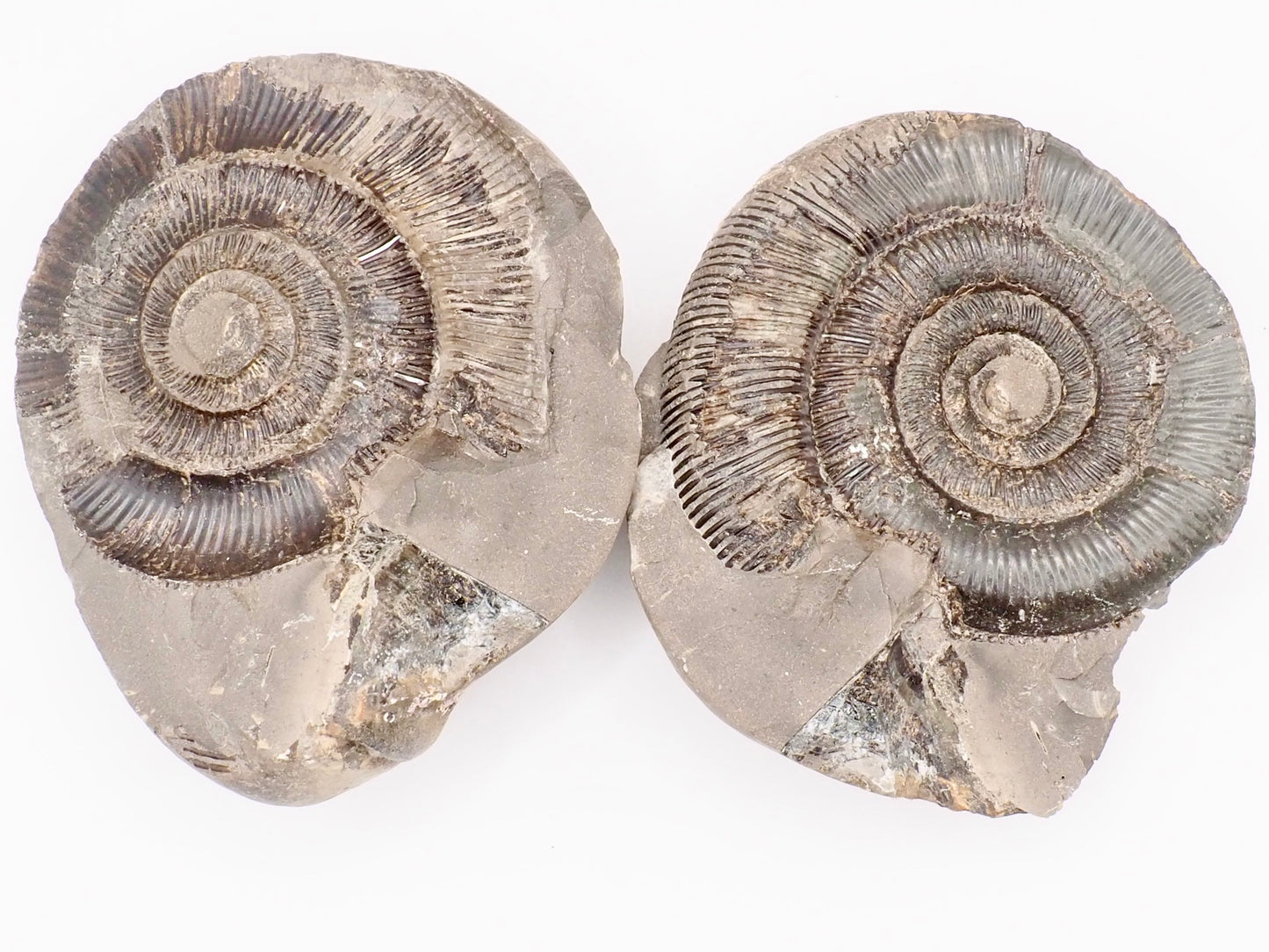 Dactylioceras tenuicostatum Ammonite Fossil Split Pair – Yorkshire Coast – Jurassic