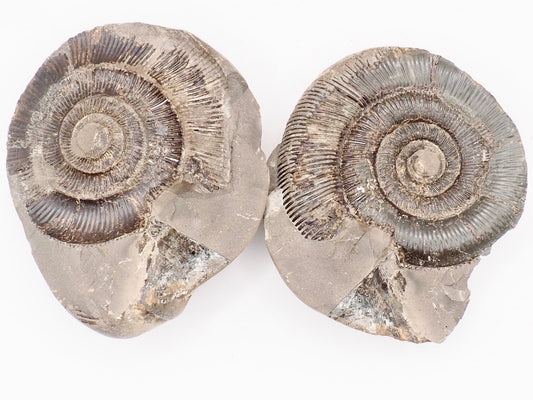 Dactylioceras tenuicostatum Ammonite Fossil Split Pair – Yorkshire Coast – Jurassic