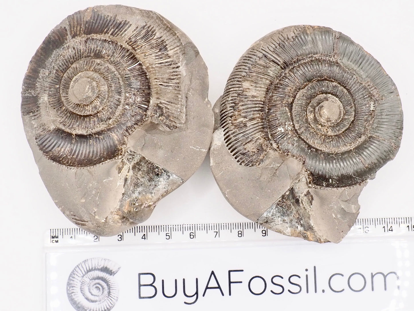 Dactylioceras tenuicostatum Ammonite Fossil Split Pair – Yorkshire Coast – Jurassic
