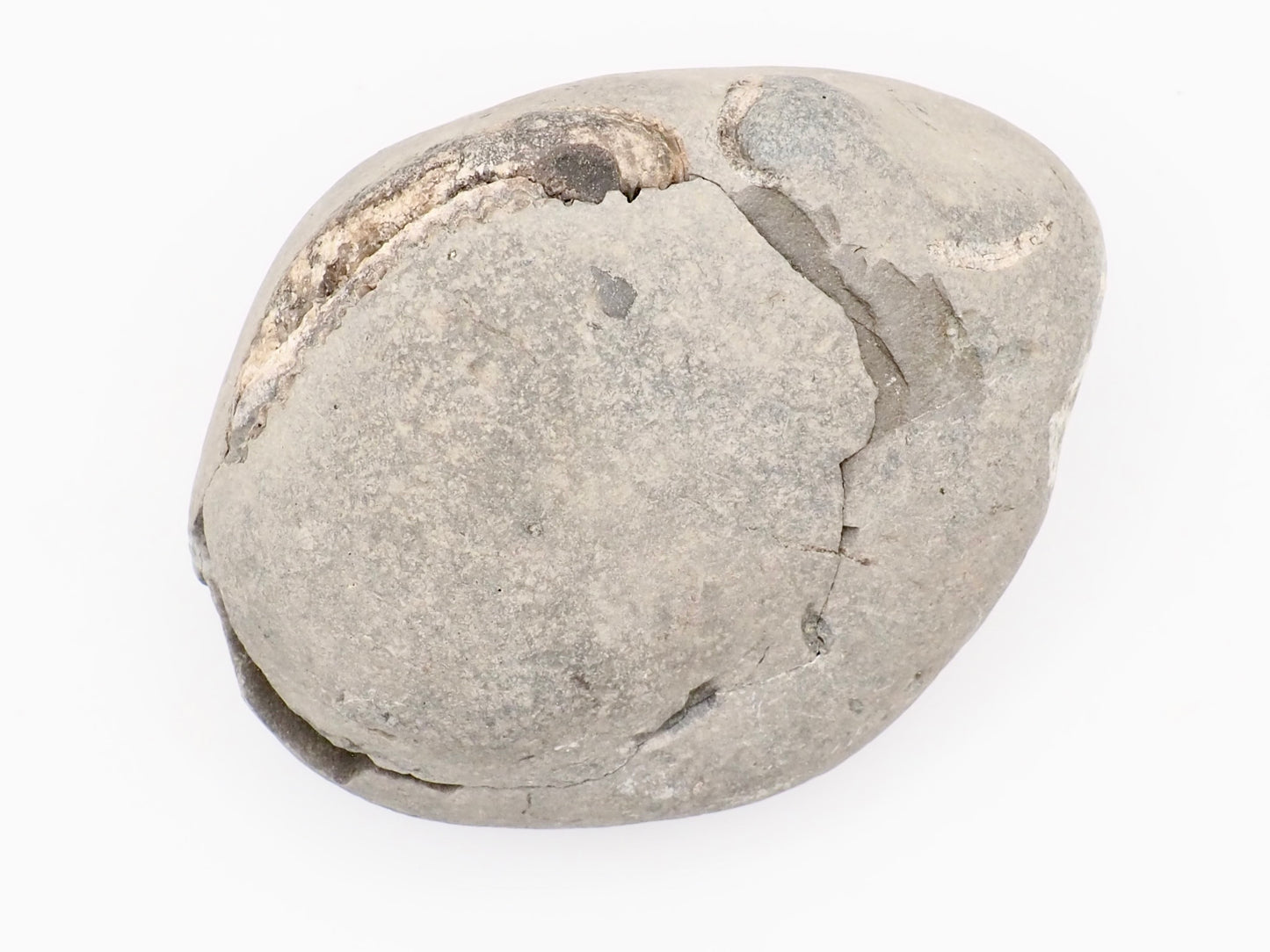 Dactylioceras Ammonite Fossil Split Pair – Whitby Yorkshire Coast – Jurassic Fossil
