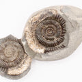 Dactylioceras Ammonite Fossil Split Pair – Whitby Yorkshire Coast – Jurassic Fossil
