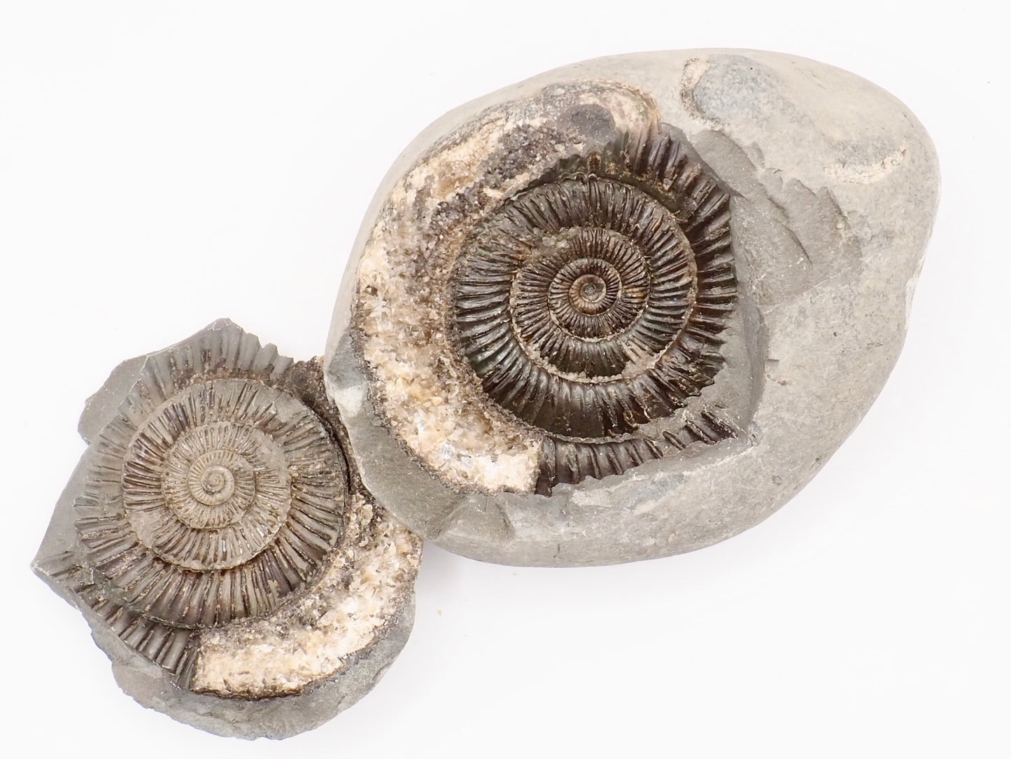 Dactylioceras Ammonite Fossil Split Pair – Whitby Yorkshire Coast – Jurassic Fossil