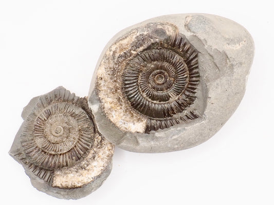 Dactylioceras Ammonite Fossil Split Pair – Whitby Yorkshire Coast – Jurassic Fossil