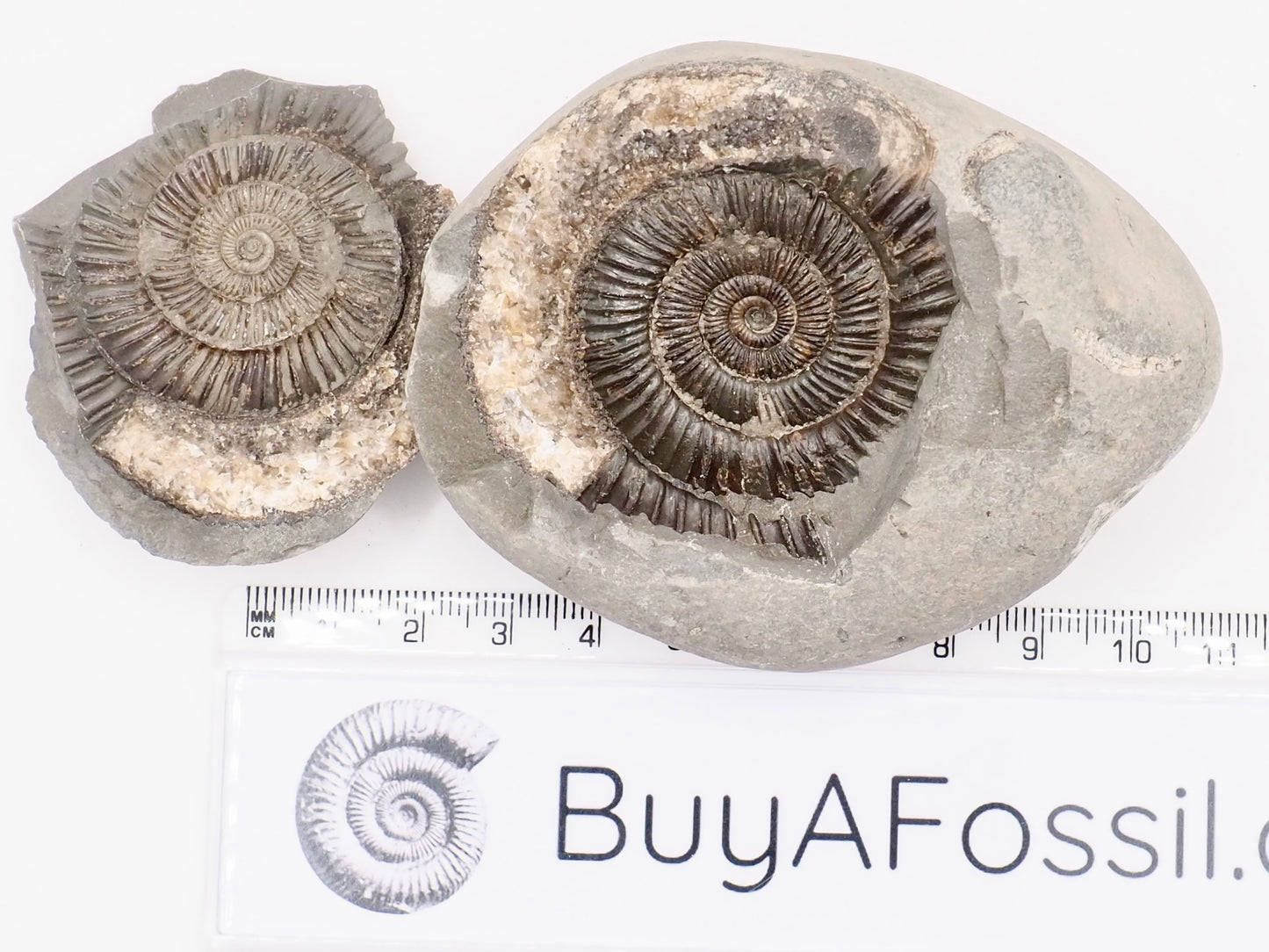 Dactylioceras Ammonite Fossil Split Pair – Whitby Yorkshire Coast – Jurassic Fossil