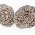 Dactylioceras Ammonite Fossil Split Pair – Whitby Yorkshire Coast – Jurassic Fossil