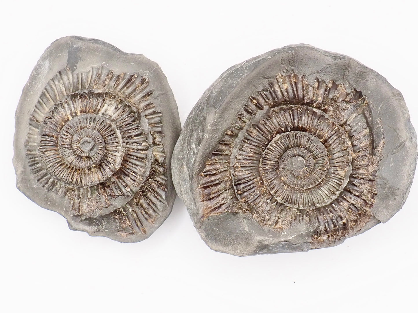 Dactylioceras Ammonite Fossil Split Pair – Whitby Yorkshire Coast – Jurassic Fossil