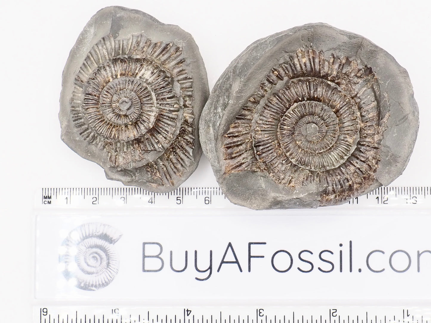 Dactylioceras Ammonite Fossil Split Pair – Whitby Yorkshire Coast – Jurassic Fossil