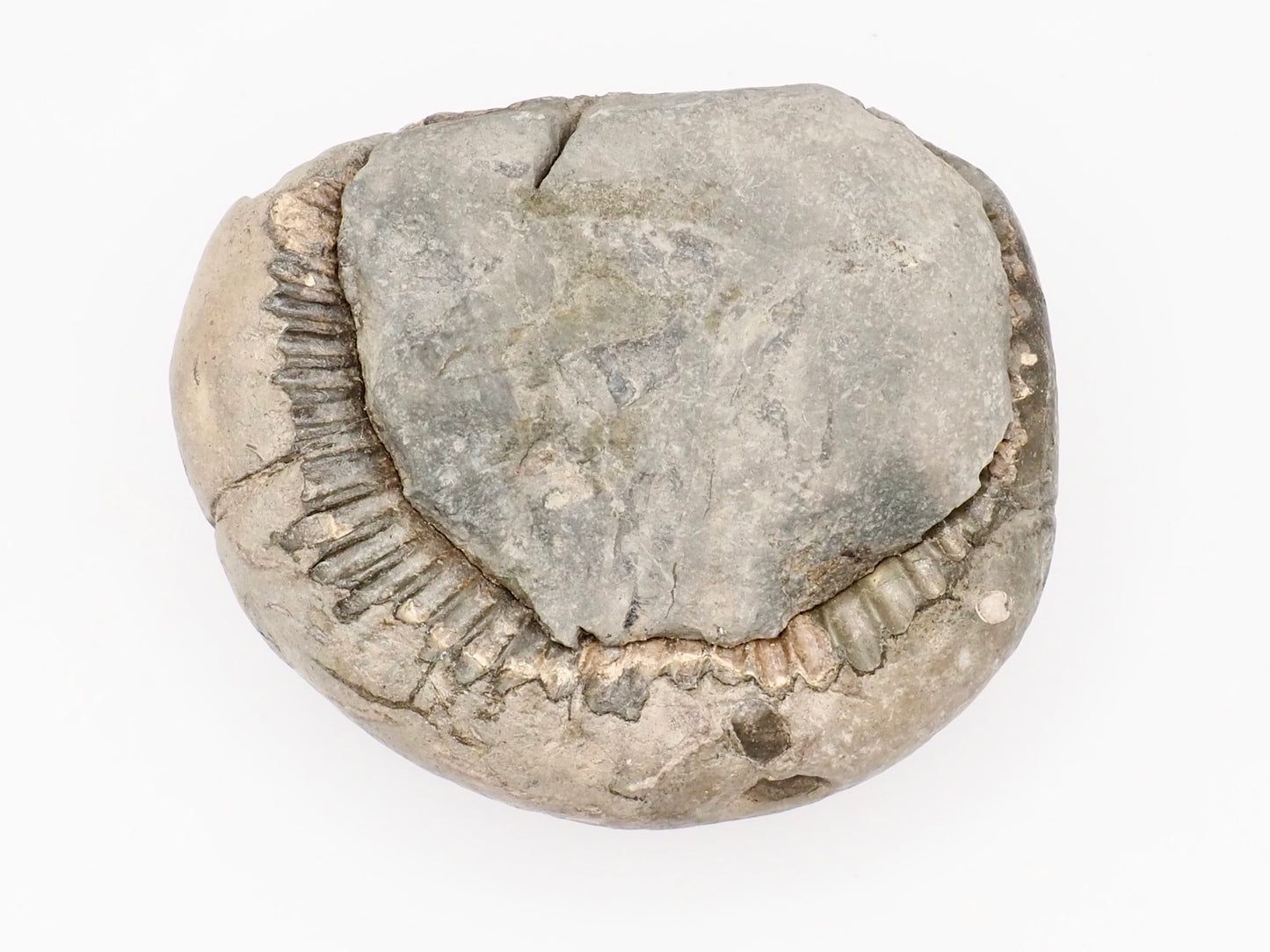 Dactylioceras Ammonite Fossil Split Pair – Whitby Yorkshire Coast – Jurassic Fossil